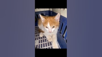 Stare 15 seconds and donate or write random words to help get daily food,link in description to help