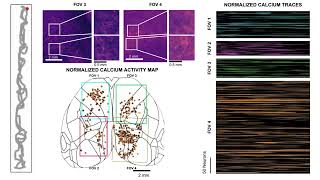 Minimaturized micro-camera array microscope for multi-site calcium  imaging