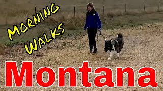 American Akita Montana Morning Farmland Walks #montana by Life Wild Open ® 413 views 6 months ago 1 minute, 43 seconds