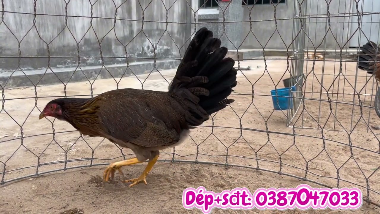 Top 7 mái đều kelso, siukelso, Hatch ngày 17/1/2026 em Nguyên mời ae xem tham khảo ạ!