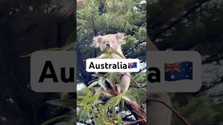 Australia#animals#melbourne#greatoceanroadtrip#wildlifesanctury#