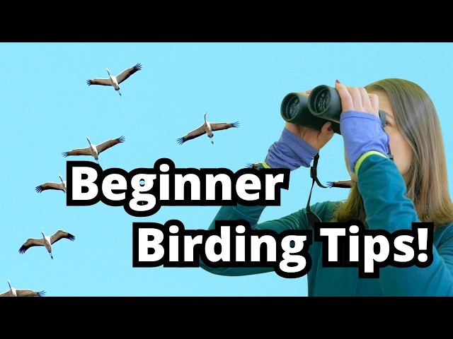 How to Find a Bird: Expert Tips for Spotting Birds Easily