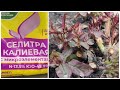 Весенний уход за розами. Чем подкормить. Обрезка.