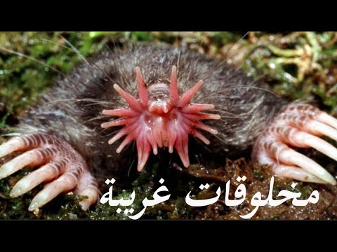 أغرب 10 مخلوقات في العالم اغرب مخلوقات الله على وجه الارض