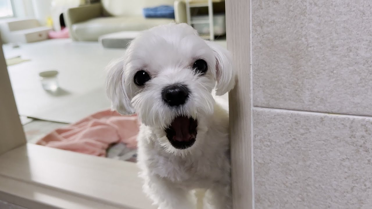 자기만 산책 못 가서 서러움 터진 강아지