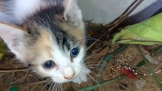🔴🙀 How Baby Kittens Defeat Mosquitoes screenshot 5