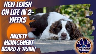 Knoxville Dog Trainers - 8 Month Old Springer Spaniel Anxiety Management Board & train!