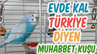 Evde Kal Türki̇ye Di̇yen Konuşan Muhabbet Kuşu Boncuk