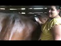 Equine Sports Recovery