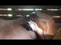 Equine Sports Recovery