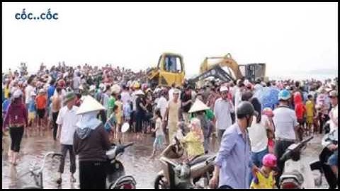 Cá voi hơn 10 tấn mắc cạn ở Nghệ An