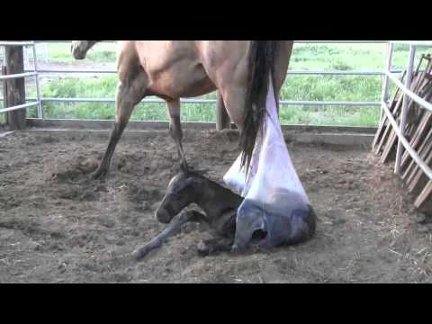 فيديو: كيف يلد الحصان