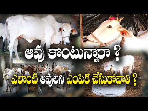 ఒక్కో ఆవు నుంచి 10 దూడలు ? | ఎక్కువ సంతతి అభివృద్ధి | Cow Health | Dr. G Ramakrishna