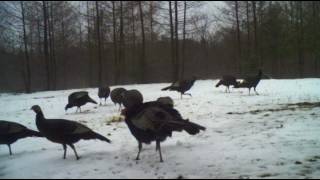 Turkey 2017 0207A Cam12 Vid0256 Chirp & Cluck