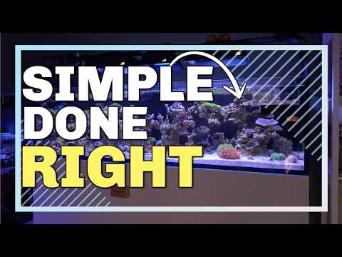 This Reef Tank System Just Makes Sense - YouTube
