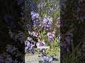 Salvia plant |Nature sounds #salvia #nature #naturesounds #bunga #springflowers #plants #flores