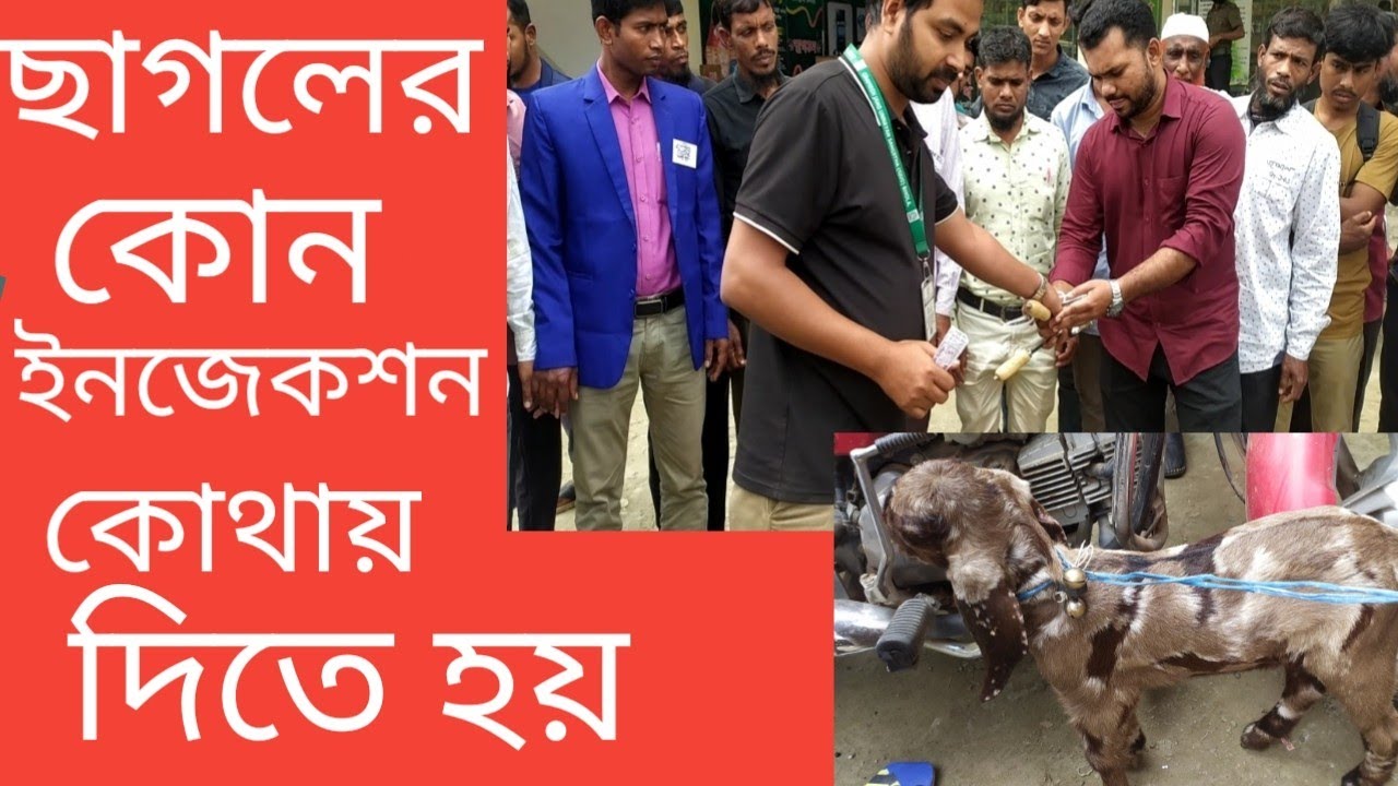 ছাগলের কোন ইনজেকশন কোথায় দিতে হয়