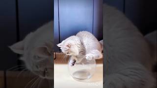 3 Must-Know Facts About Cats🥰❤️👇🏻#catlovers #catshorts #catlove #cute #cats #catvideosp