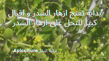 السدر بالانجليزي