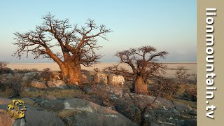 Discovering Botswana's Breathtaking Wildlife Wonderland 🌿🦓🌳 screenshot 4