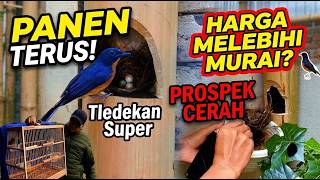 PROSPEK TERNAK BURUNG TLEDEKAN DI TAHUN 2026 - BEGINI CARA PANEN TERUS DI PENANGKARAN