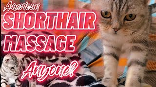 American Shorthair Cat Massage, Best Ever Too? | Akosi Bing