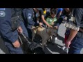 Festejo del Día del Padre en Policía Federal