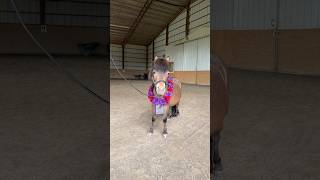 Bruno mogs #minihorse #miniaturehorse #pony #fyp #horse