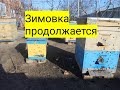 Зимовка продолжается