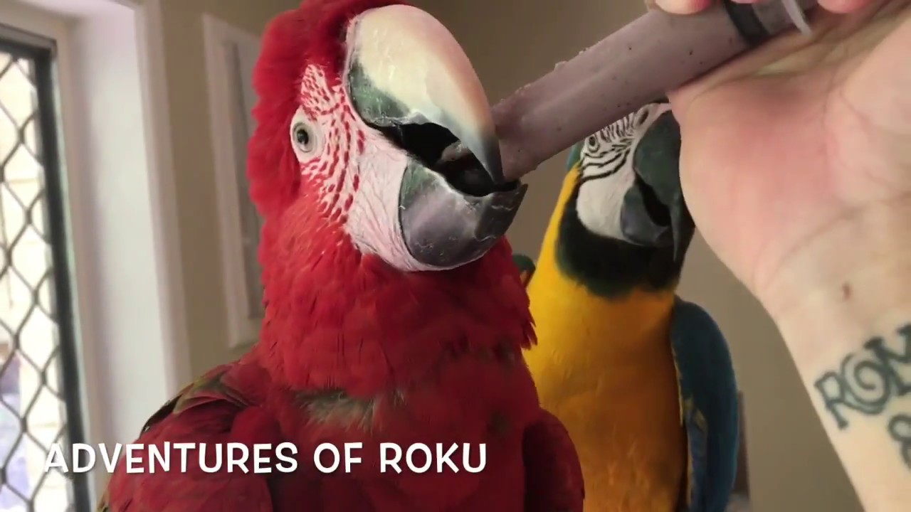 Roku & Korra playing Inside