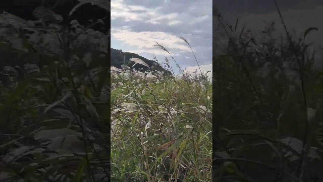 Violin Partita No. 2 in D Minor, BWV 1004: III. Sarabande · Julia Fischerㆍ Johann Sebastian Bach