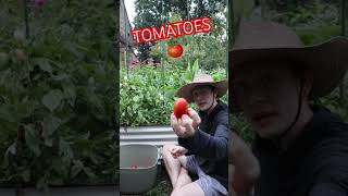 How To Get Perfect Tomatoes