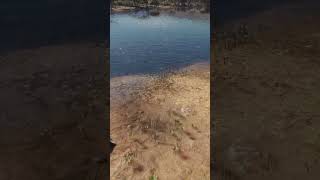 Cocodrilo bug bajo el agua | COTW español #cotw, #thehuntercallofthewild,