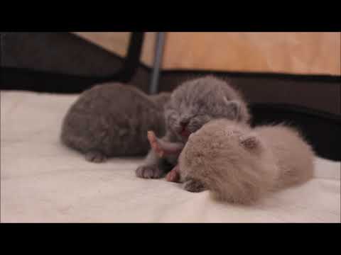 Chatons British Shorthair 1 Semaine Youtube