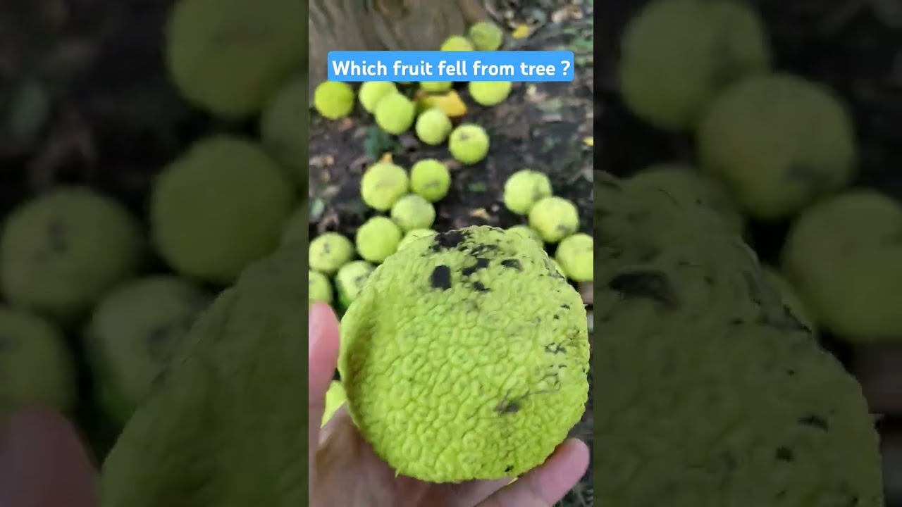 Amazing staff fell from a tree 