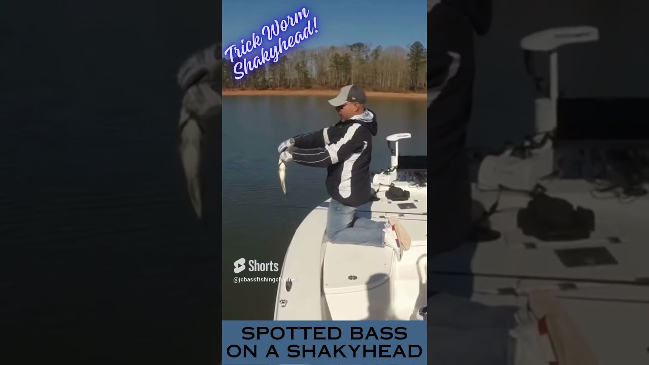 Spotted Bass on a Shaky head during winter 