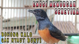 Pasti Nyautmurai Batu Betina Memanggil Jantan  Terapi Murai Kurang Gacor  