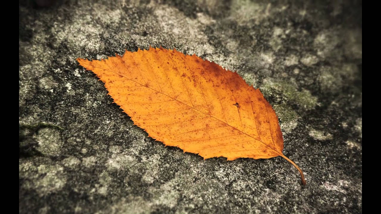 Autumn Leaves - Martin Lane