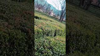 #minivlog #palampur #snow #nature #hp #vlog #tranding #travel
