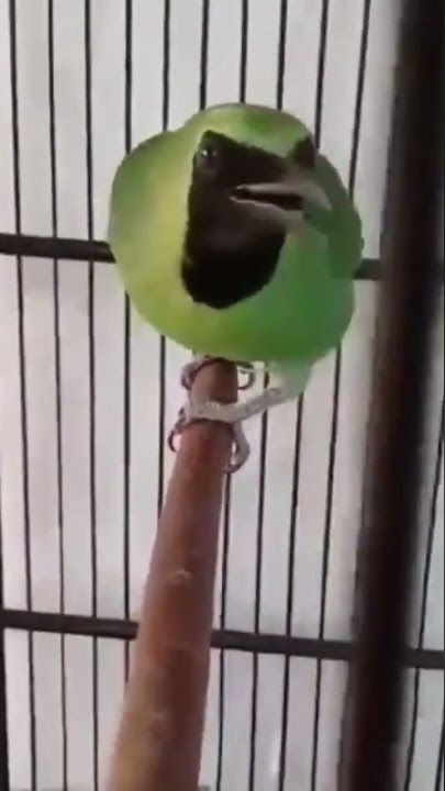 Cucak Ijo Gacor Sobek Sobek