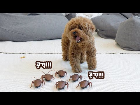 집에 들어온 <strong>바퀴벌레</strong> 참교육해주는 <strong>강아지</strong>