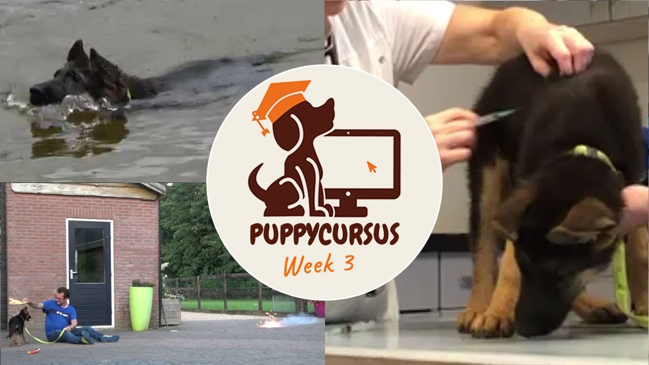 Online puppycursus week 3 puppy leren zwemmen Komfluit YouTube