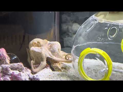 My Octopus Luke opens a jar to eat his clam FULL VIDEO