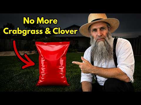 The Amish Secret To Get Rid of Crabgrass & Clover in the Lawn FOREVER!