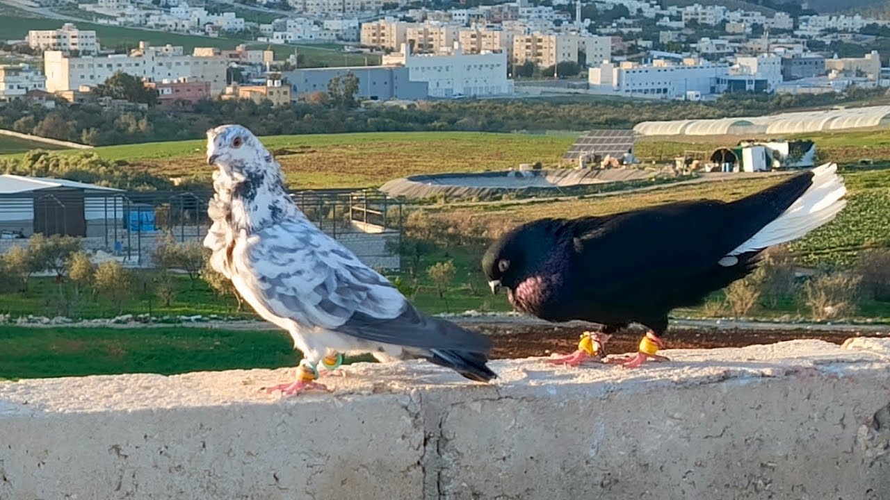 عزلنا القصات لحالهم وعملناهم راس واحد اعطونا رأيكو ي غوالي 🔥🔥