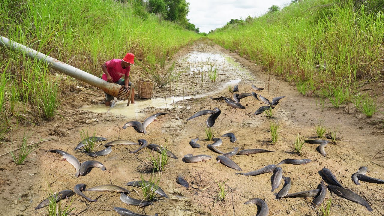 Awesome Fishing Videos 2025: Unique Catching a lot Copper Snakehead Fish & Catfish in Cannel