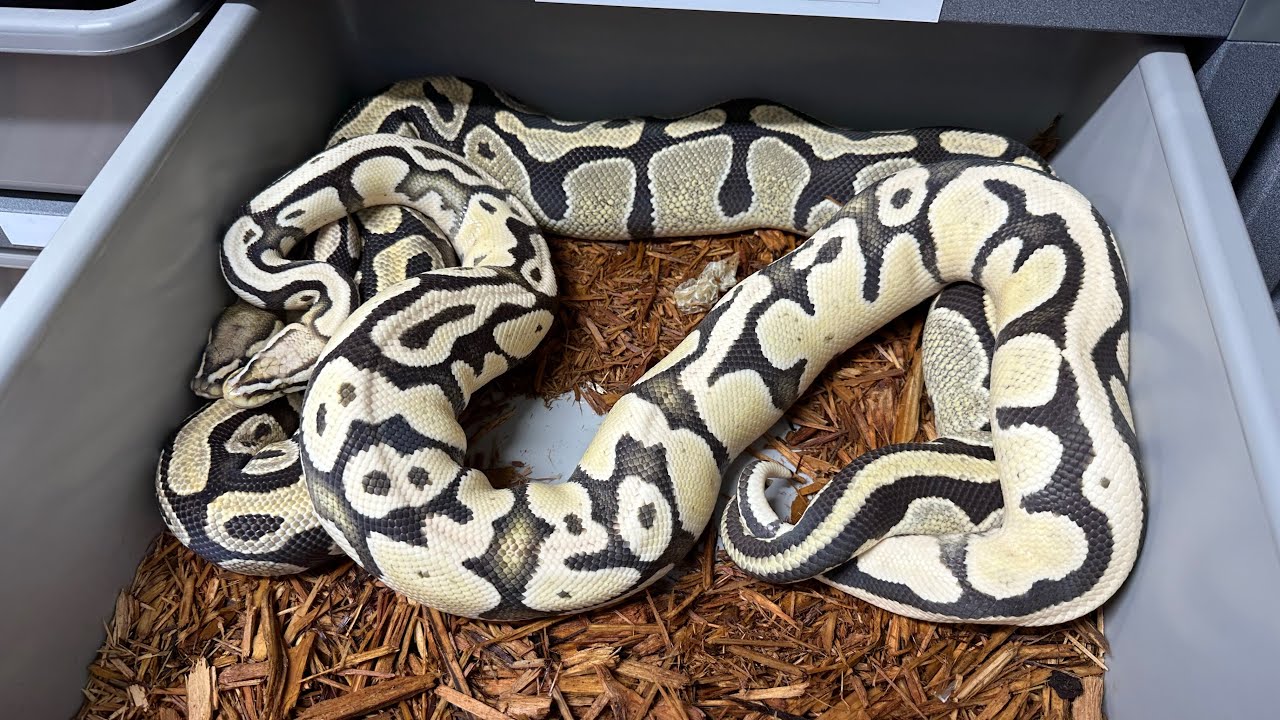 Ball Python Breeding is Underway! First round of locks for 2024.