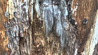 Rotting trees an issue in older neighborhoods