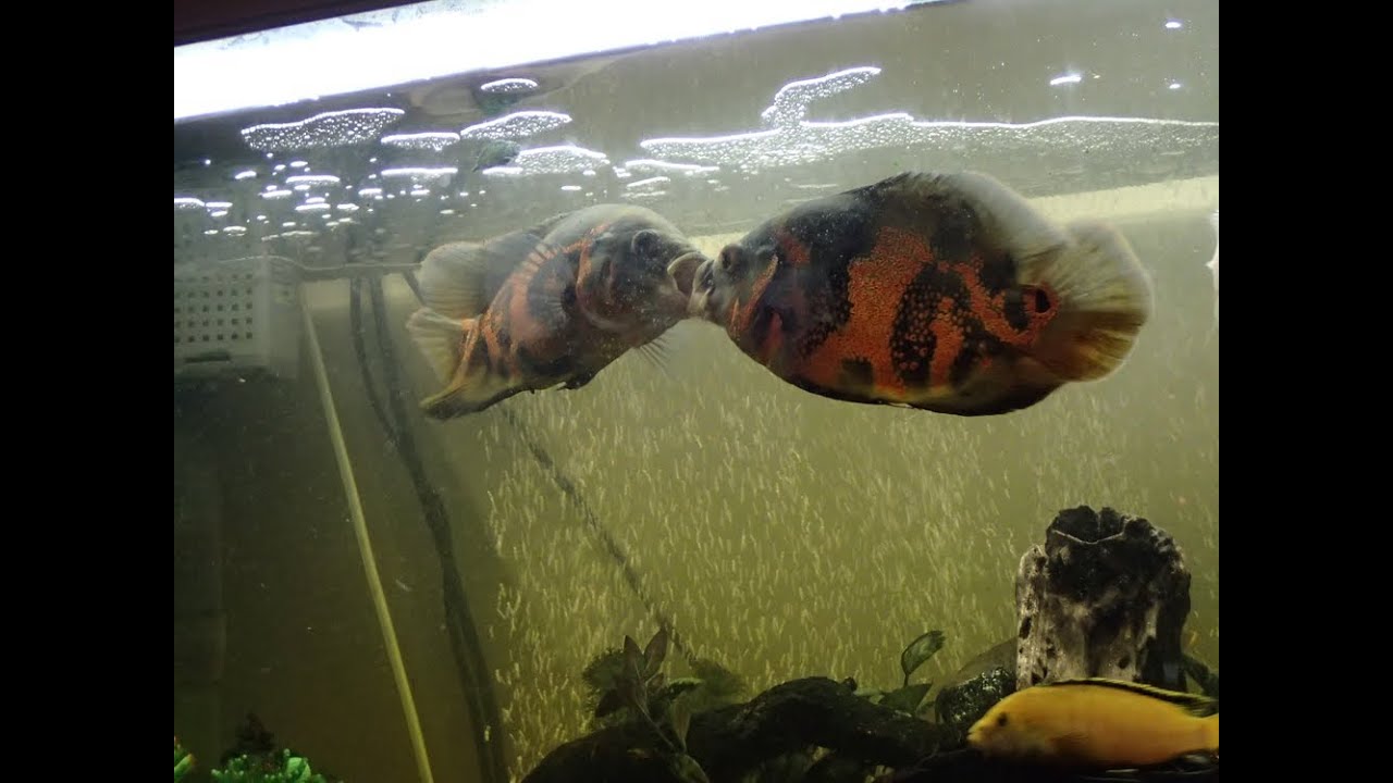 Tiger Oscar Pitch Battles pregnant territorial fish 