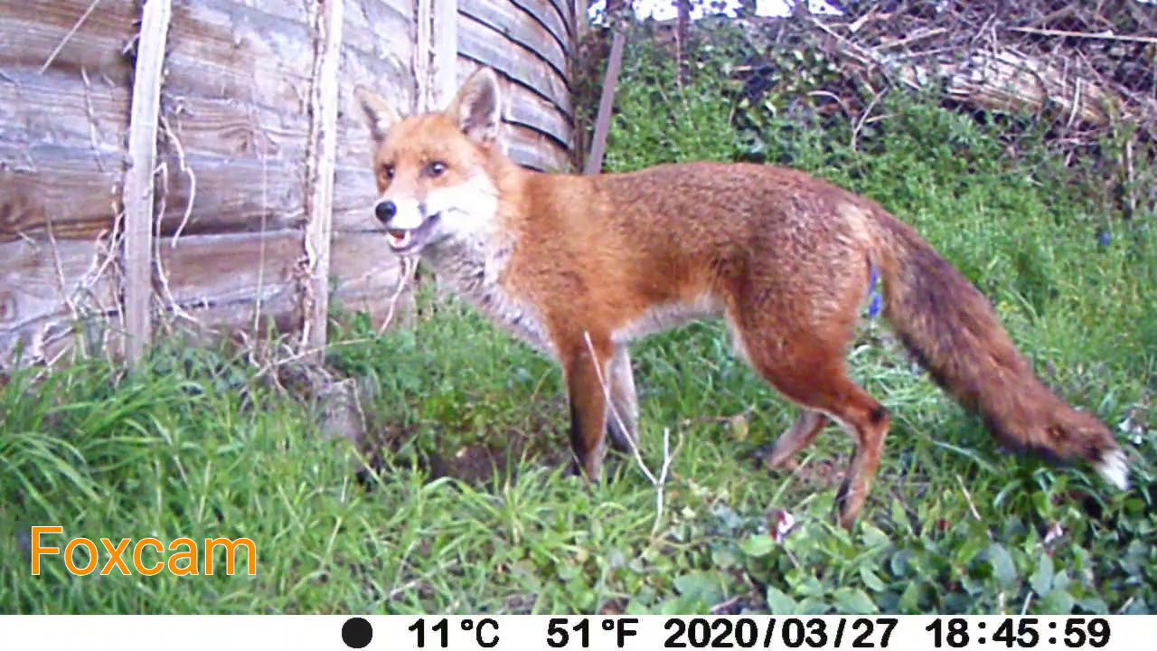 Vixen & Dog Fox parents - 27th/28th March 2020
